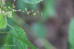 Acalypha paniculata